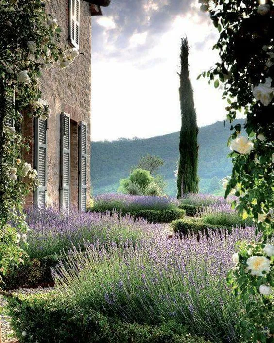 Lavendel-Provence